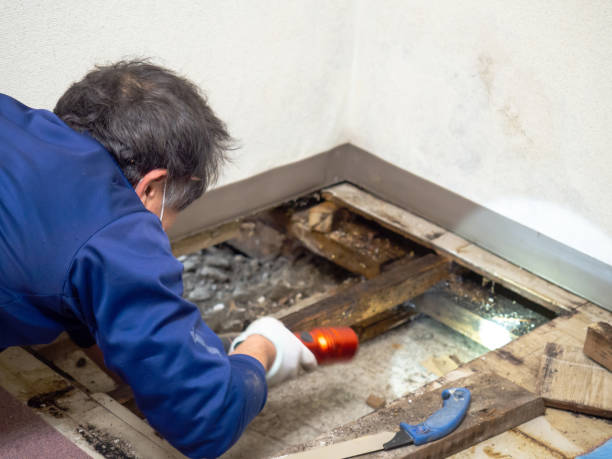 Mold Testing and Removal in Dora, AL