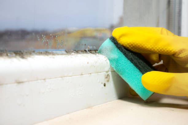 Best Toxic Mold Removal  in Dora, AL