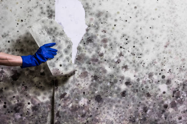 Best Emergency Mold Removal  in Dora, AL